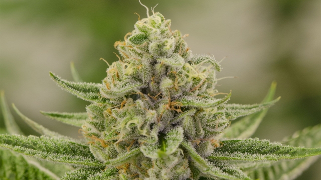 Indulging in Cannabis: Decadent Delights with Weed Edibles