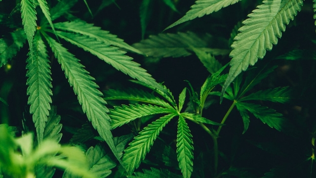 The High Life: Exploring the World of Marijuana