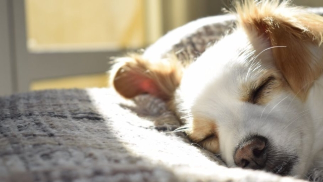Pawsitive Pet Health: Tips for Keeping Your Furry Friend Fit and Happy