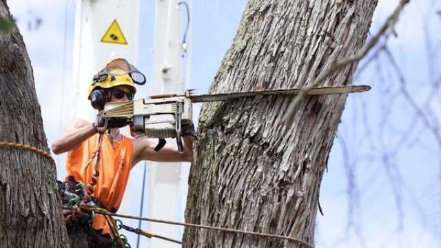 Beauty and Balance: The Art of Tree Trimming and Removal