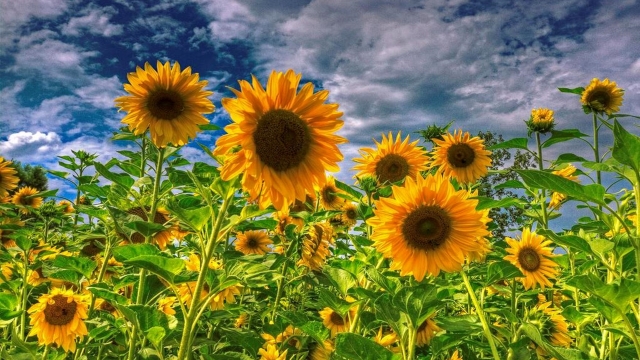 The Battle for Your Cabbage: How to Deal with Pesky Cabbage Worms and Harvest Sunflowers