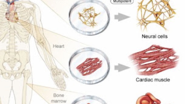 The Future of Healing: Exploring the Power of Stem Cell Therapy