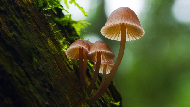 From Spores to Savory Delights: Unleashing the Magic of Mushroom Growing