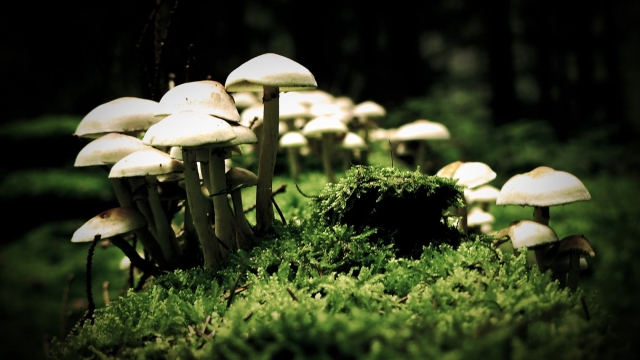 The Magical World of Mushroom Cultivation: Unleashing Nature’s Delights