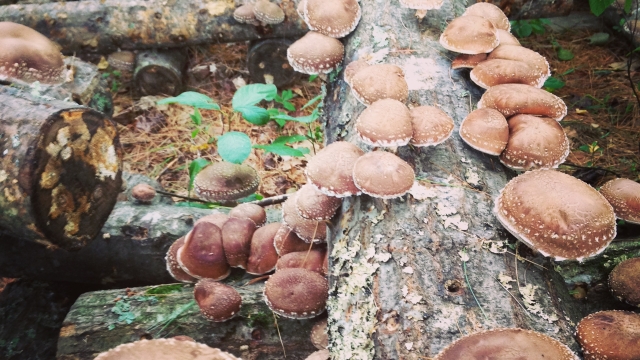 Unleashing the Magic: A Beginner’s Guide to Mushroom Growing