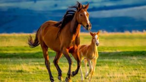 Boosting Your Noble Steed: A Guide to Essential Horse Vitamins and Supplements