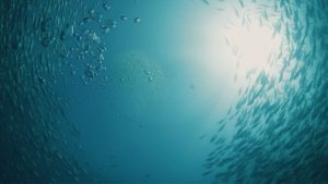 Revolutionizing the Seas: The Future of Aquaculture Technology