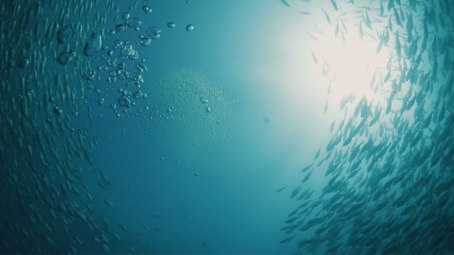 Revolutionizing the Seas: The Future of Aquaculture Technology